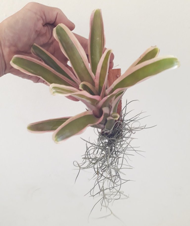 Neoregelia.jpg