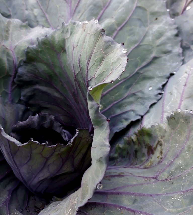 purple cabbage.jpg