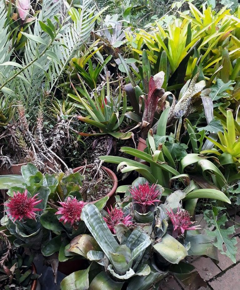 bromeliads.jpg