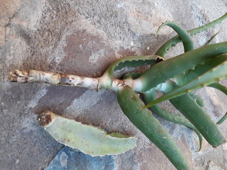 arborescens caralluma.jpg