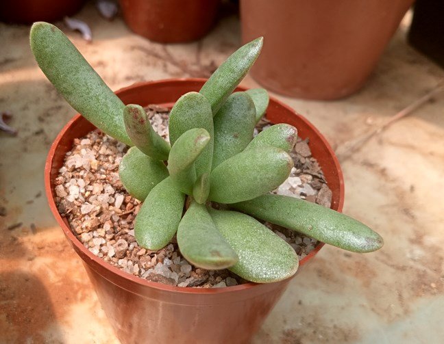 Adromischus umbraticola v ramosus.jpg