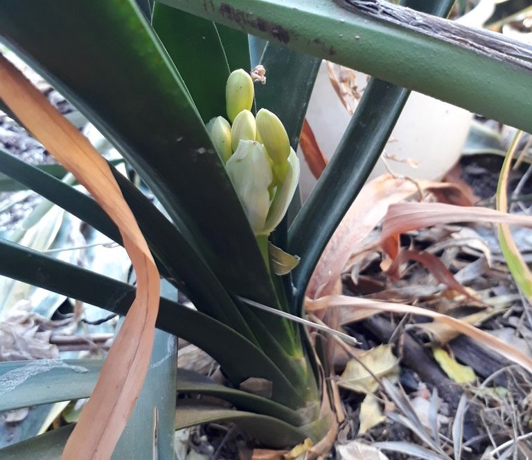 clivia bud.jpg