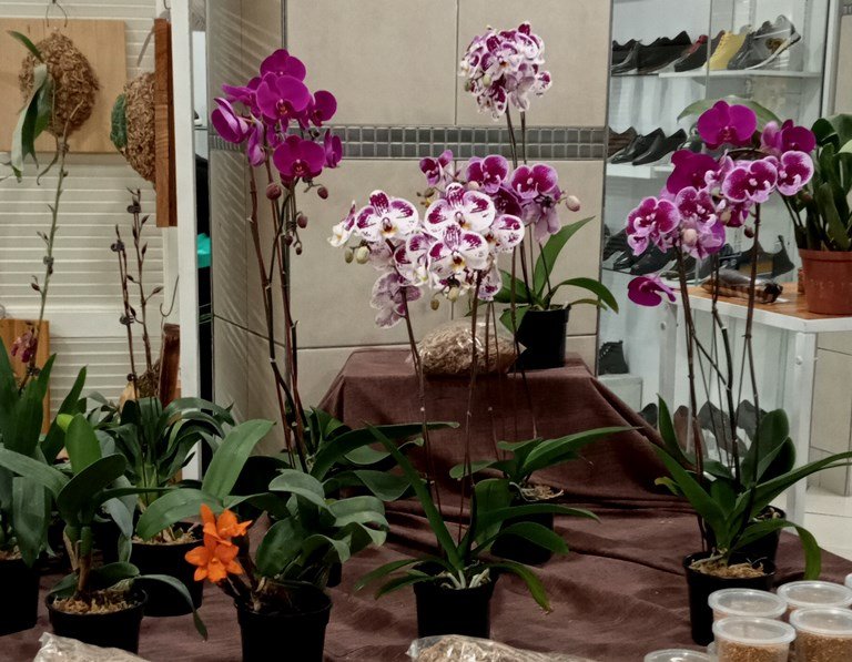 orchids.jpg