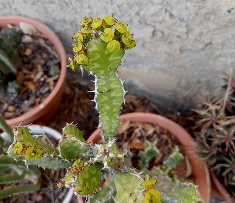 euphorbia pseudocactus.jpg