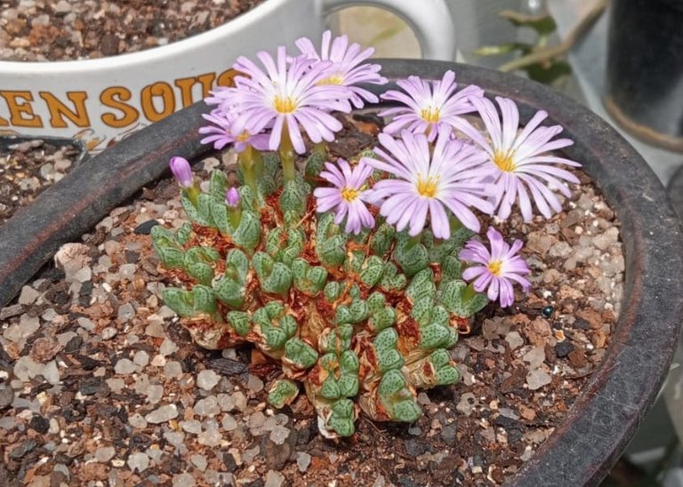 Conophytum marginatum1.jpg