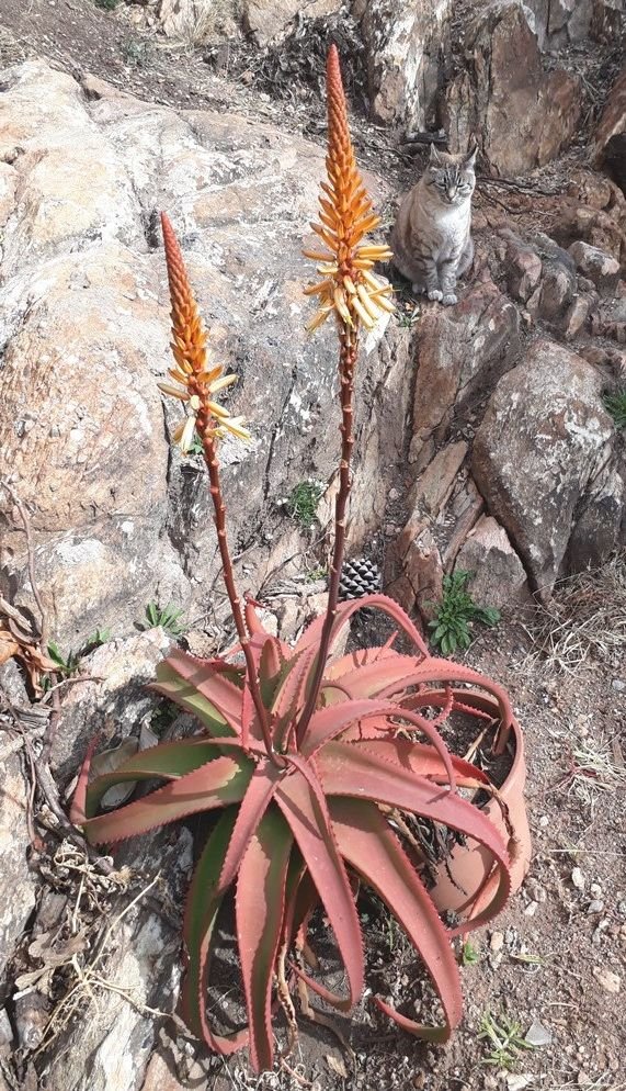 Aloe vanbalenii.jpg