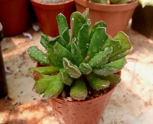 Adromischus cooperi 3.jpg