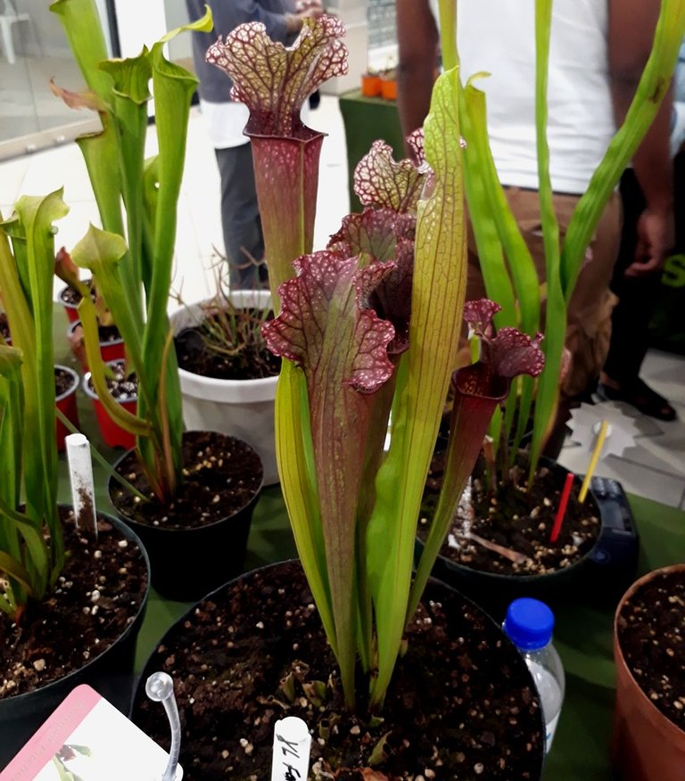 pitcher plant.jpg