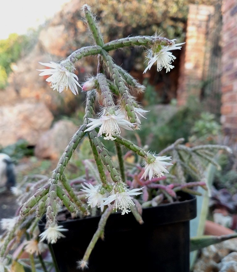 Rhipsalis pilocarpa.jpg