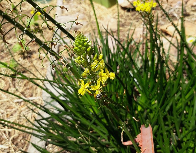 leafcutter bee.jpg