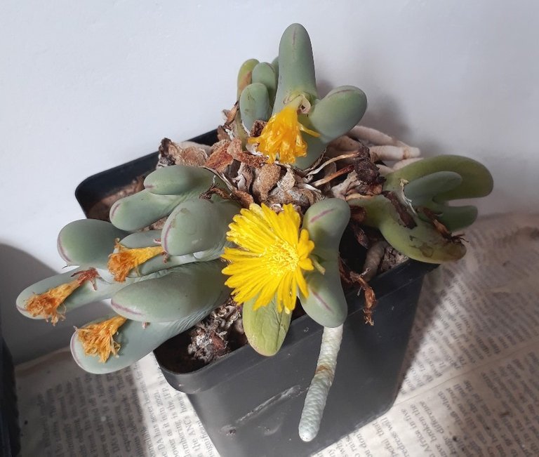 conophytum bilobum.jpg