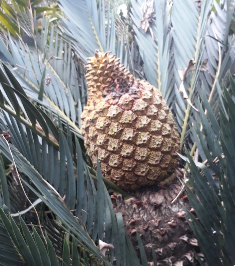 cycad seeds.jpg