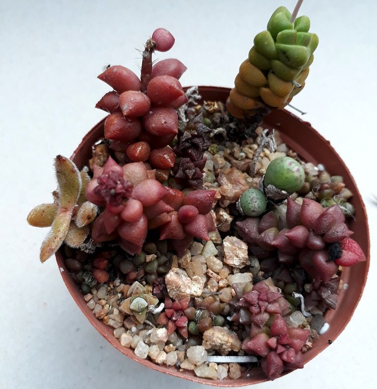 miniature garden.jpg