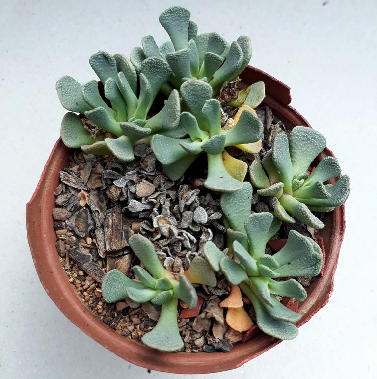 Aloinopsis spathulata.jpg