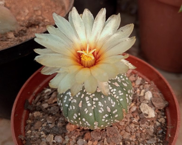 Astrophytum asterias.jpg