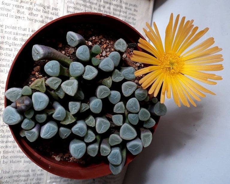 Fenestraria aurantica.jpg