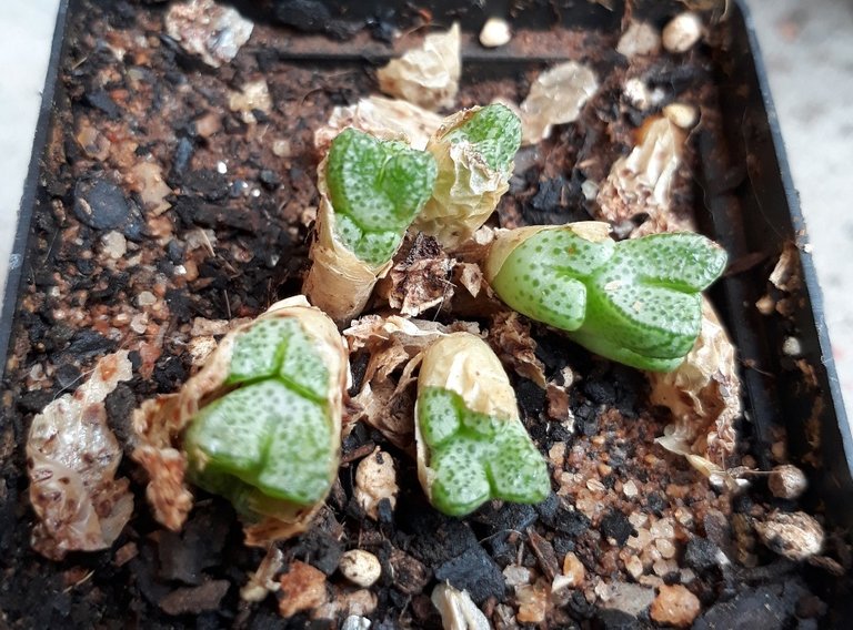 conophytum marginatum.jpg