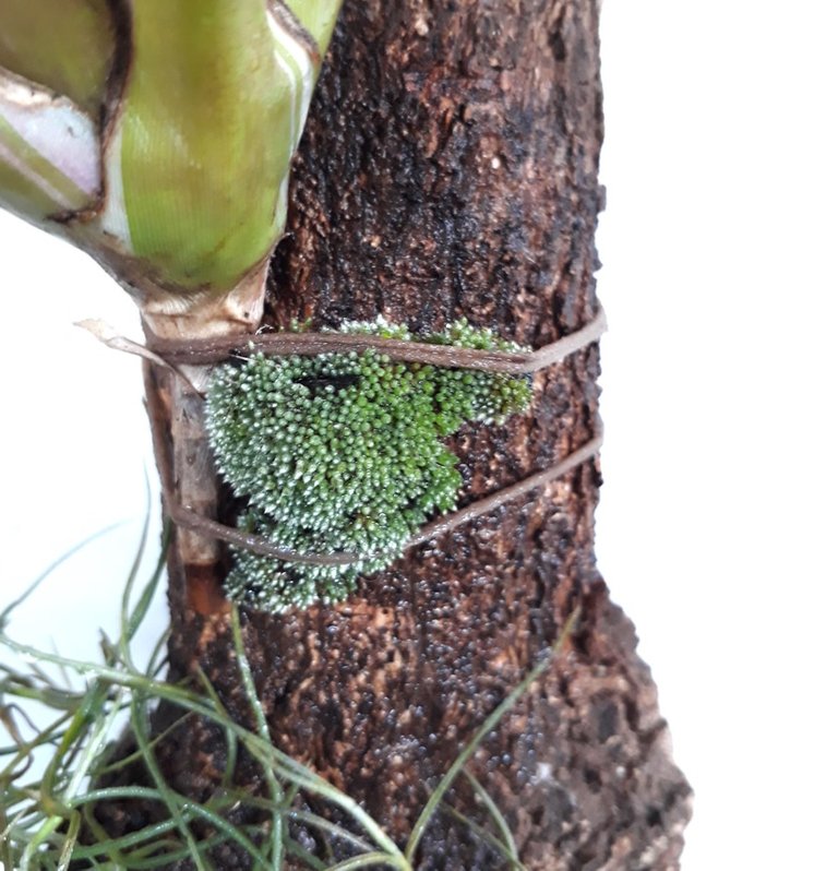 moss.jpg