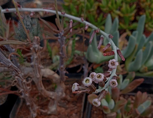 section boreali flowers.jpg