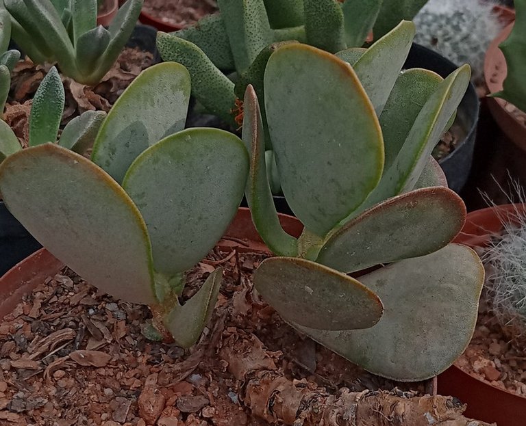 Adromischus maculatus.jpg