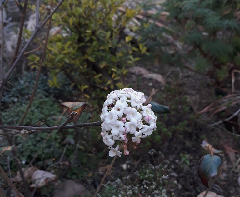 viburnum.jpg