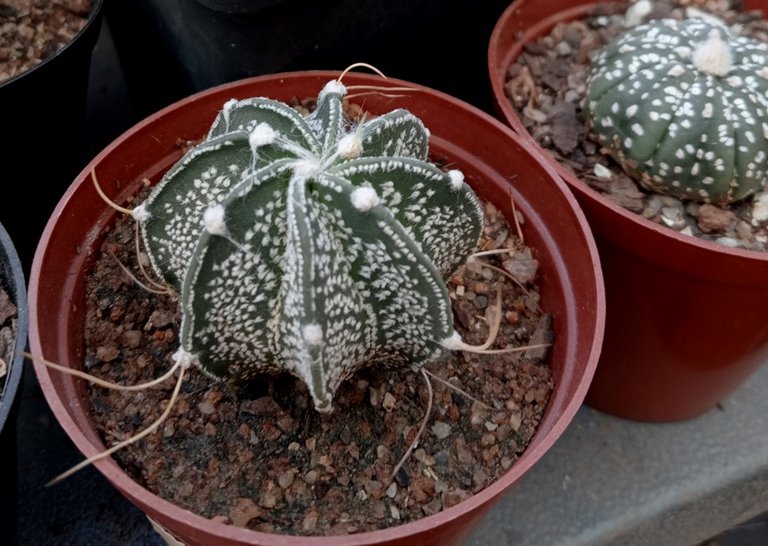 astrophytum capricorne.jpg