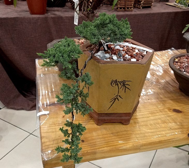 bonsai.jpg