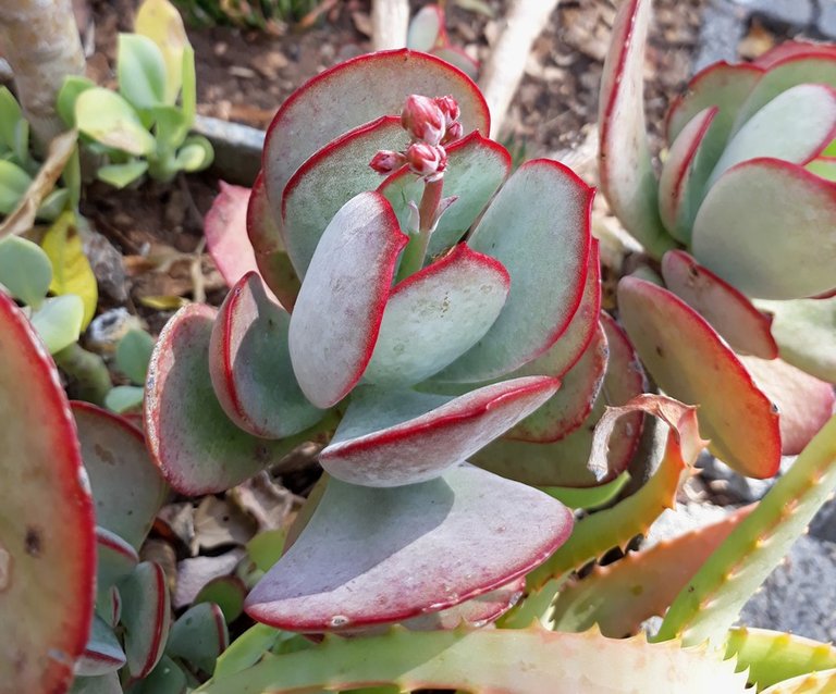 cotyledon buds.jpg