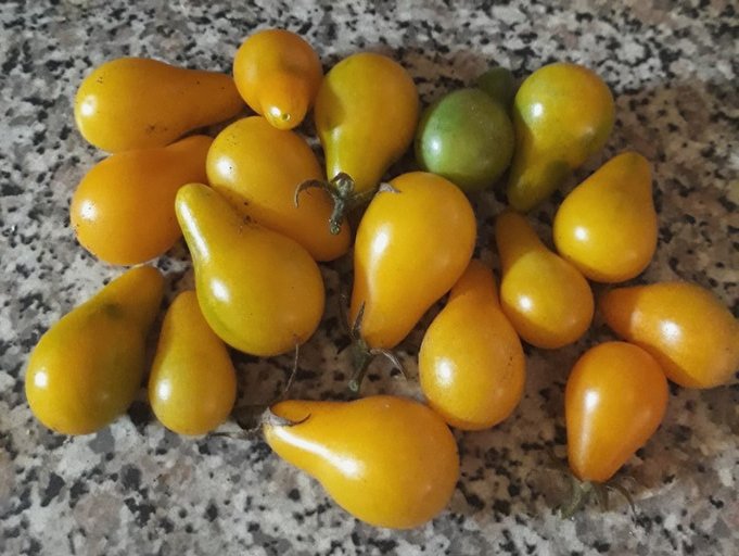yellow pear tomatoes.jpg