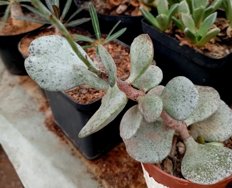 Adromischus hemisphaericus.jpg