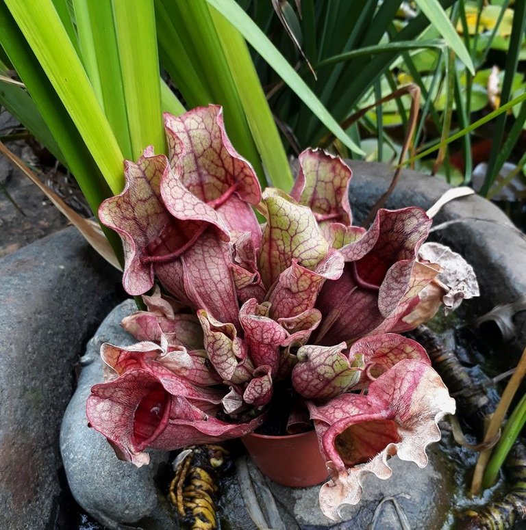 pitcher plants.jpg