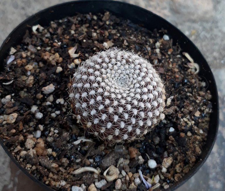 Rebutia .jpg