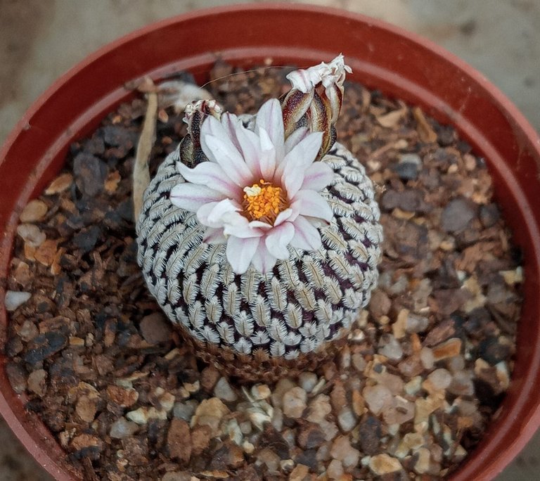 Turbinicarpus pseudopectinatus.jpg