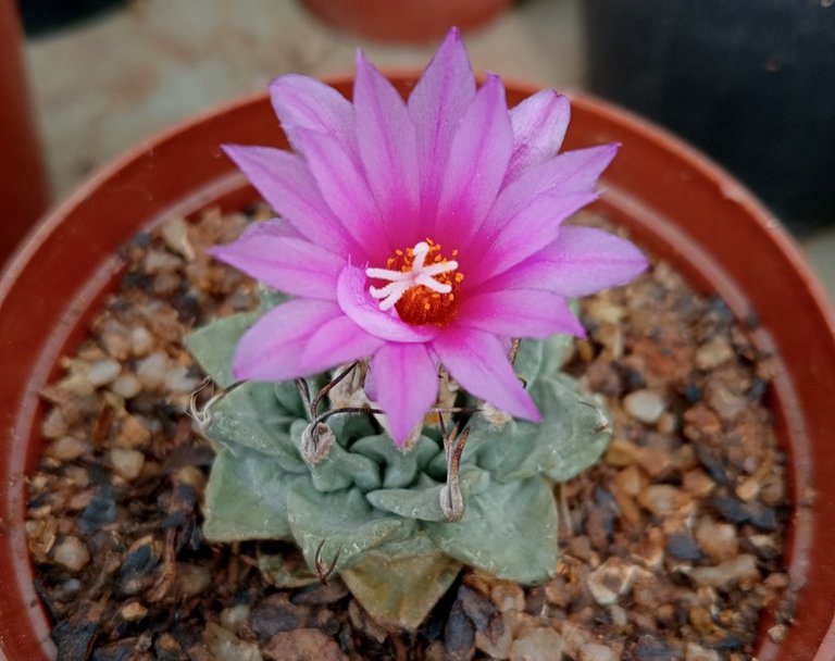 Turbinicarpus alonsoi.jpg