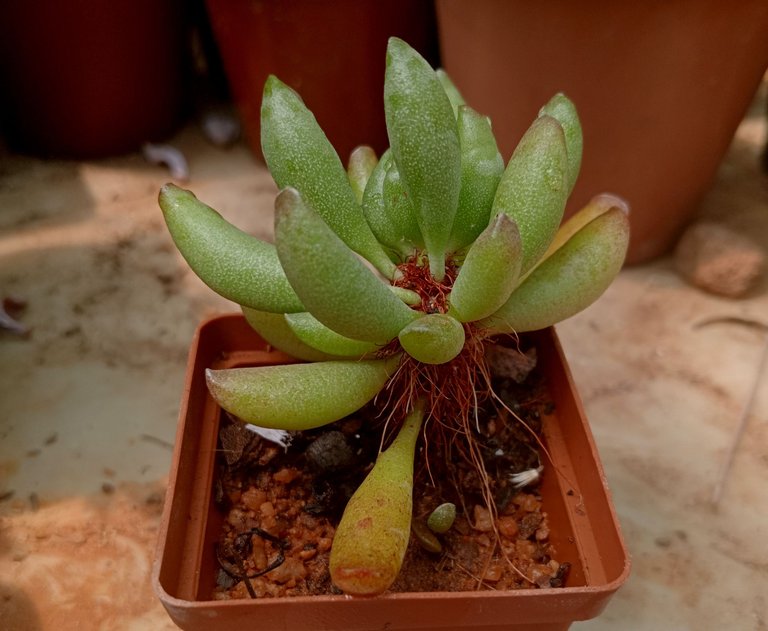 adromischus cristatus v clavifolius.jpg