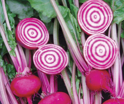 chioggia beetroot.png