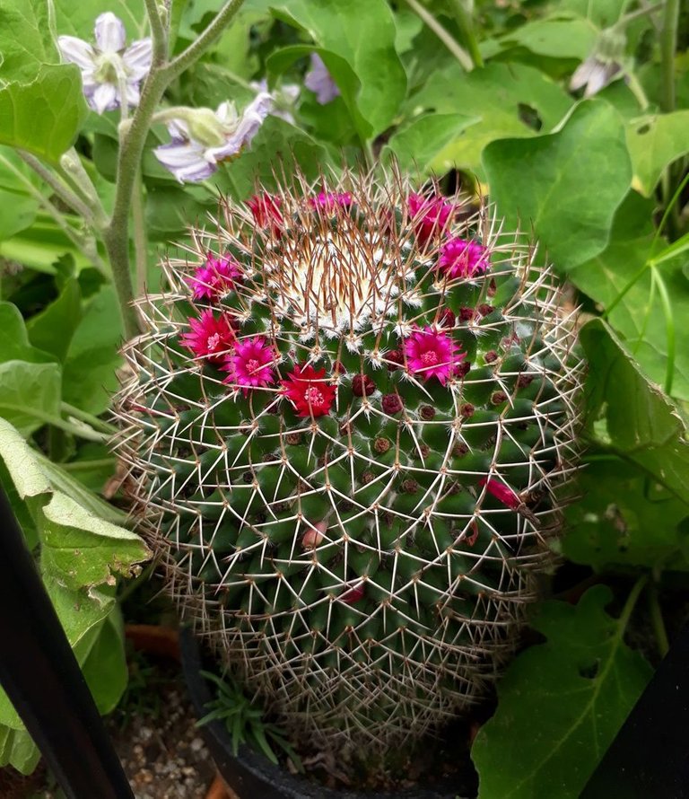 mammillaria3.jpg