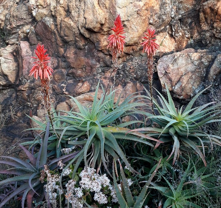 Aloe arborescens.jpg
