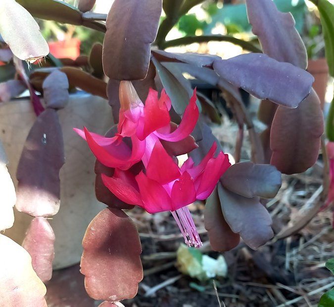 christmas cactus.jpg