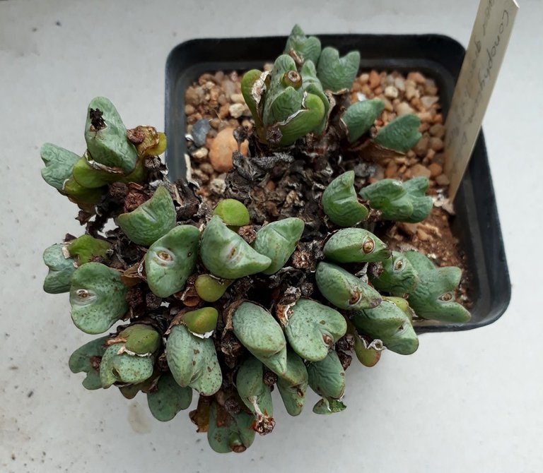 Conophytum bilobum.jpg