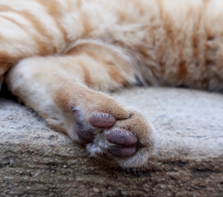 toebeans.jpg