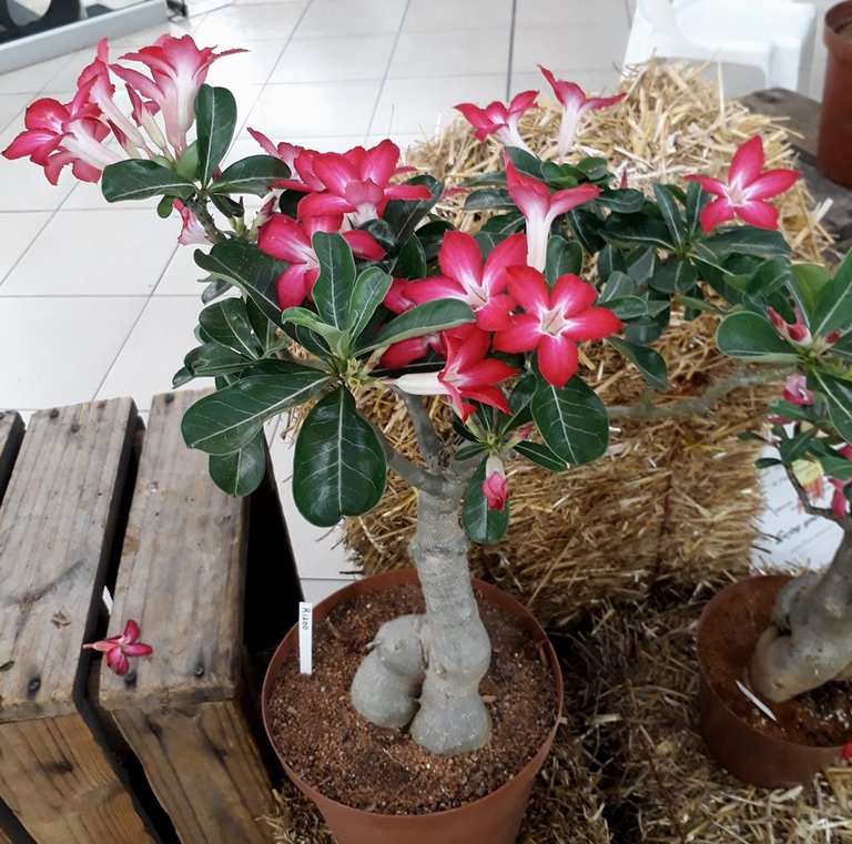 adenium.jpg