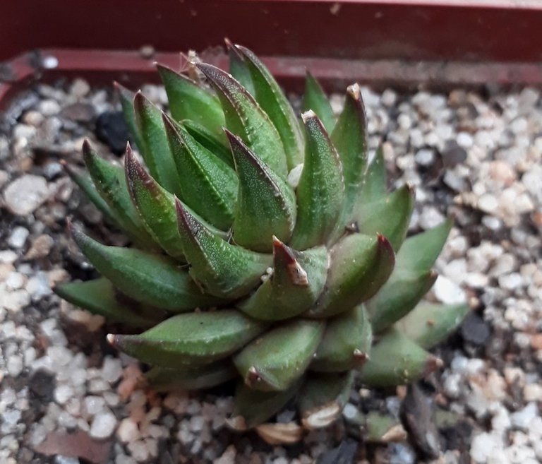 haworthiopsis.jpg