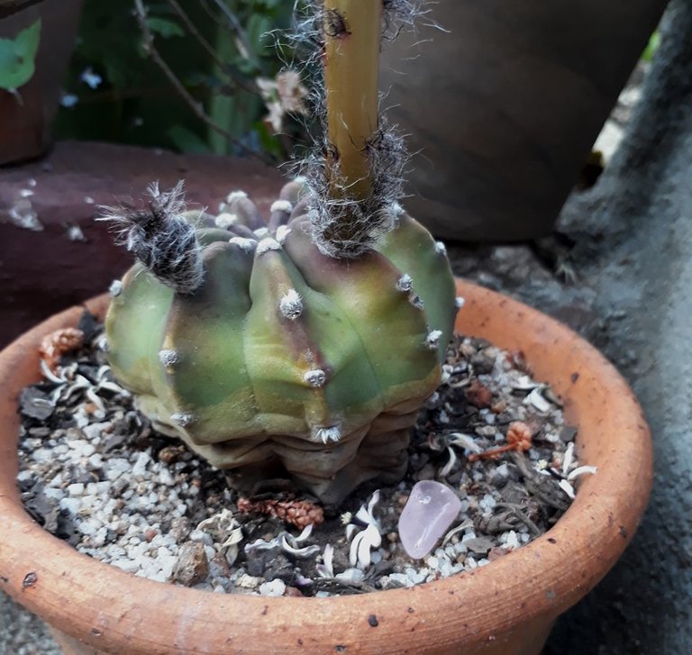 echinopsis2.jpg