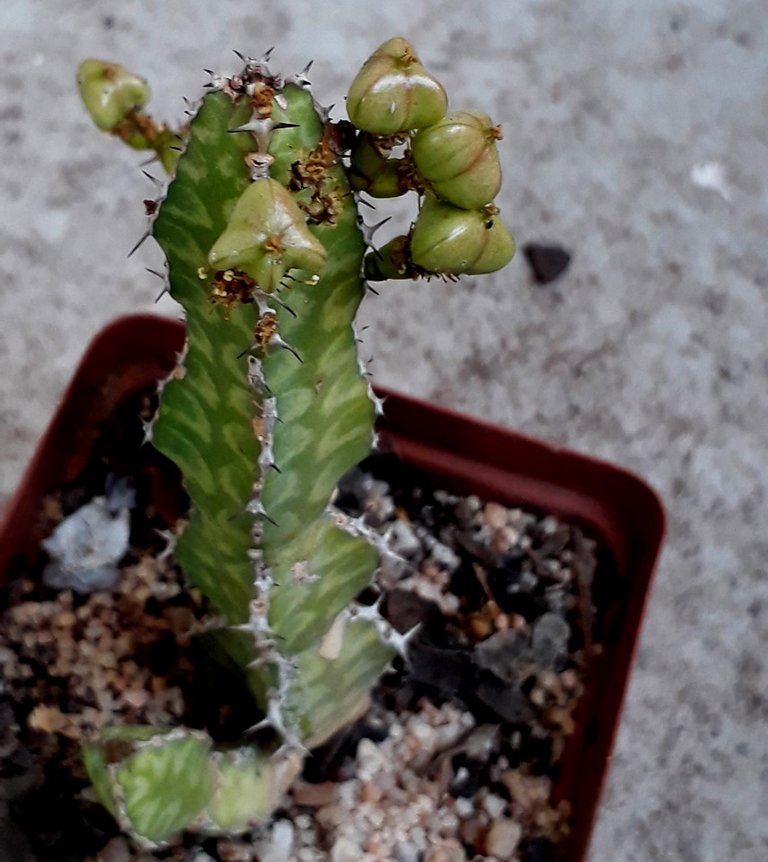 Euphorbia pseudocactus.jpg