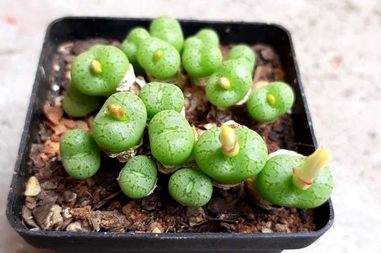 Conophytum obcordellum.jpg