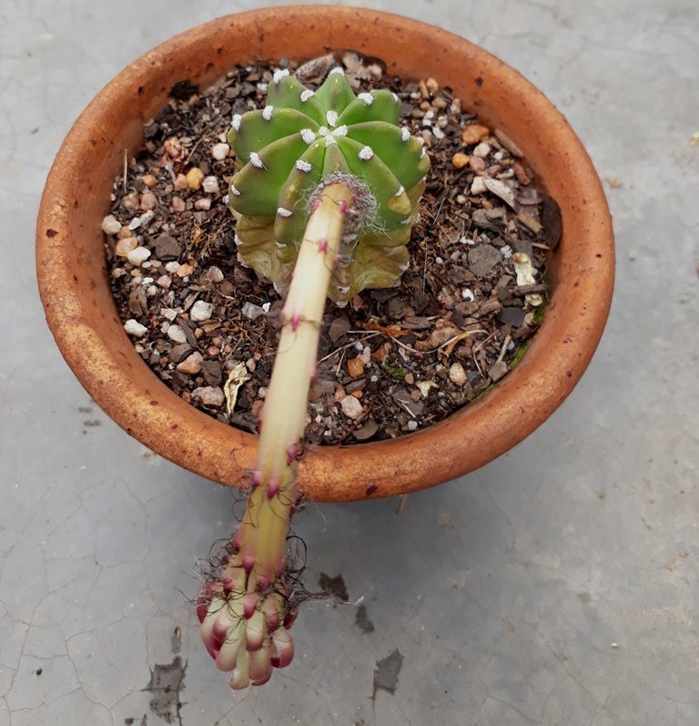 echinopsis4.jpg