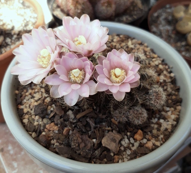 Gymnocalycium bruchii.jpg