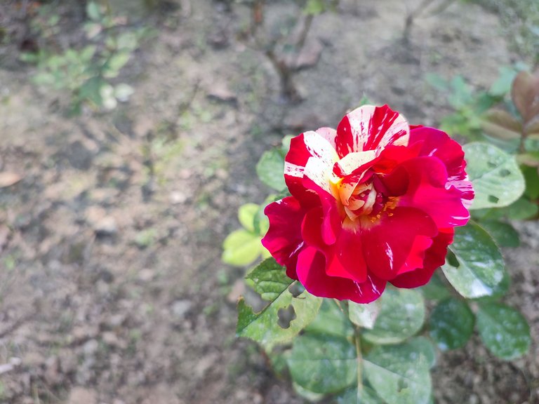 IMG_20221116_133420.jpg