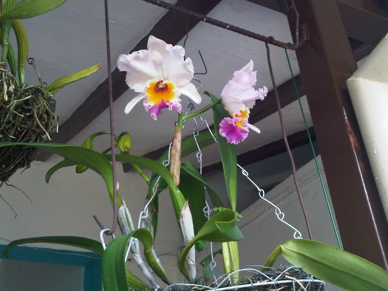 2 orquideas.jpg